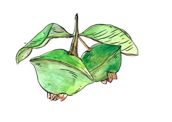 fruta 7.png